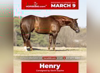 American Quarter Horse, Gelding, 5 years, 14.3 hh, Chestnut