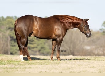 American Quarter Horse, Gelding, 5 years, 14.3 hh, Chestnut