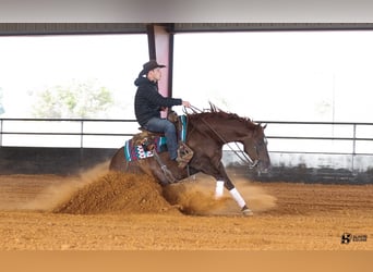 American Quarter Horse, Gelding, 5 years, 14.3 hh, Chestnut