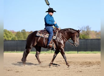 American Quarter Horse, Gelding, 5 years, 14.3 hh, Chestnut