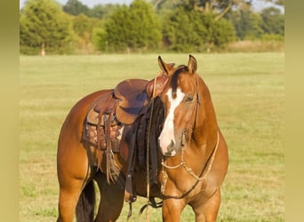 American Quarter Horse, Gelding, 5 years, 14.3 hh, Dun