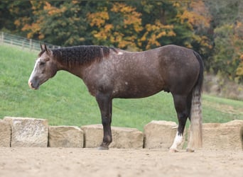 American Quarter Horse, Gelding, 5 years, 14.3 hh, Gray-Dapple