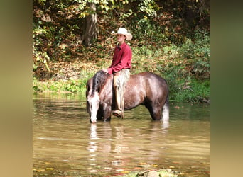 American Quarter Horse, Gelding, 5 years, 14.3 hh, Gray-Dapple