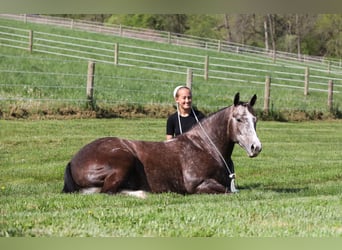 American Quarter Horse, Gelding, 5 years, 14.3 hh, Gray-Dapple