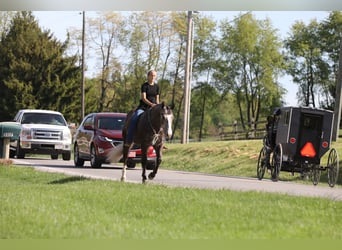 American Quarter Horse, Gelding, 5 years, 14.3 hh, Gray-Dapple