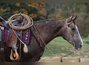 American Quarter Horse, Gelding, 5 years, 14.3 hh, Gray-Dapple