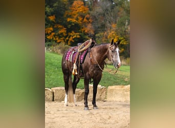 American Quarter Horse, Gelding, 5 years, 14.3 hh, Gray-Dapple