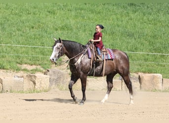 American Quarter Horse, Gelding, 5 years, 14.3 hh, Gray-Dapple