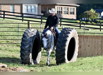 American Quarter Horse, Gelding, 5 years, 14.3 hh, Gray
