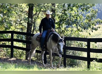 American Quarter Horse, Gelding, 5 years, 14.3 hh, Gray
