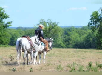 American Quarter Horse, Gelding, 5 years, 14.3 hh, Gray