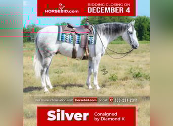 American Quarter Horse, Gelding, 5 years, 14.3 hh, Gray