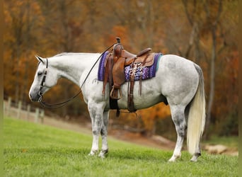 American Quarter Horse, Gelding, 5 years, 14.3 hh, Grey-Dapple