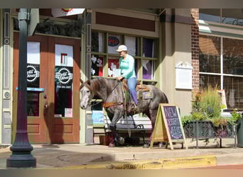 American Quarter Horse, Gelding, 5 years, 14.3 hh, Grey