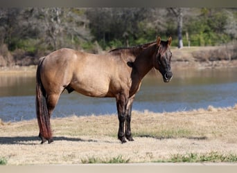 American Quarter Horse, Gelding, 5 years, 14.3 hh, Grullo