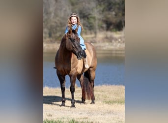 American Quarter Horse, Gelding, 5 years, 14.3 hh, Grullo