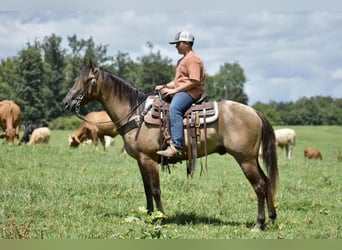 American Quarter Horse, Gelding, 5 years, 14.3 hh, Grullo