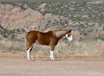 American Quarter Horse, Gelding, 5 years, 14.3 hh, Overo-all-colors