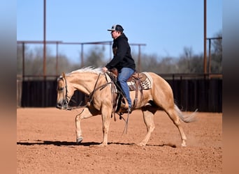 American Quarter Horse, Gelding, 5 years, 14.3 hh, Palomino