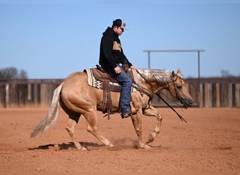 American Quarter Horse, Gelding, 5 years, 14.3 hh, Palomino