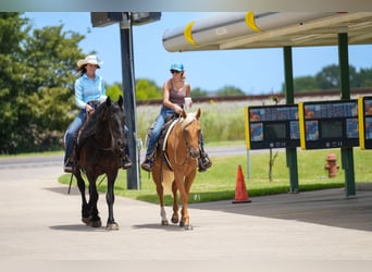 American Quarter Horse, Gelding, 5 years, 14.3 hh, Palomino