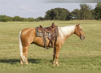 American Quarter Horse, Gelding, 5 years, 14.3 hh, Palomino