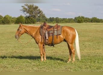 American Quarter Horse, Gelding, 5 years, 14.3 hh, Palomino