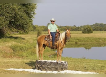 American Quarter Horse, Gelding, 5 years, 14.3 hh, Palomino