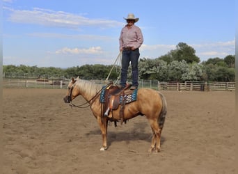 American Quarter Horse, Gelding, 5 years, 14.3 hh, Palomino