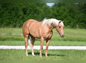 American Quarter Horse, Gelding, 5 years, 14.3 hh, Palomino