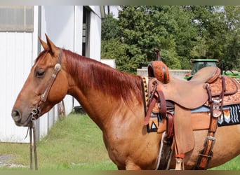 American Quarter Horse, Gelding, 5 years, 14.3 hh, Red Dun