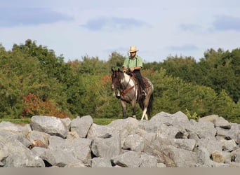 American Quarter Horse Mix, Gelding, 5 years, 14.3 hh, Roan-Bay