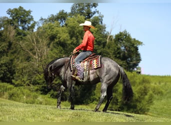 American Quarter Horse, Gelding, 5 years, 14.3 hh, Roan-Blue