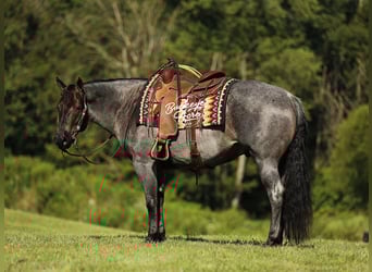 American Quarter Horse, Gelding, 5 years, 14.3 hh, Roan-Blue