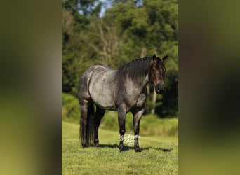 American Quarter Horse, Gelding, 5 years, 14.3 hh, Roan-Blue