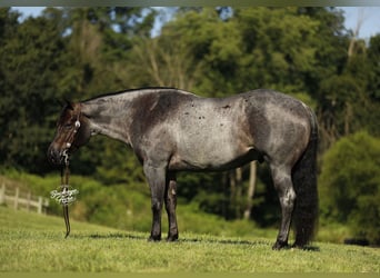 American Quarter Horse, Gelding, 5 years, 14.3 hh, Roan-Blue