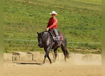 American Quarter Horse, Gelding, 5 years, 14.3 hh, Roan-Blue