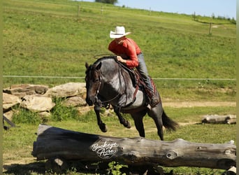 American Quarter Horse, Gelding, 5 years, 14.3 hh, Roan-Blue