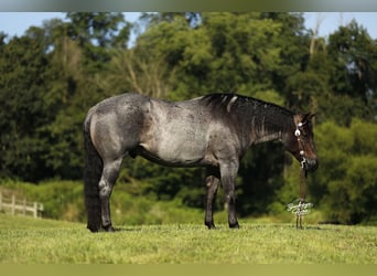 American Quarter Horse, Gelding, 5 years, 14.3 hh, Roan-Blue