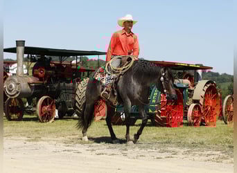 American Quarter Horse, Gelding, 5 years, 14.3 hh, Roan-Blue