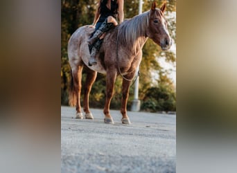 American Quarter Horse, Gelding, 5 years, 14,3 hh, Roan-Red