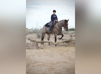 American Quarter Horse, Gelding, 5 years, 14.3 hh, Roan-Red