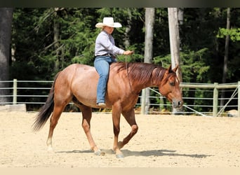 American Quarter Horse, Gelding, 5 years, 14.3 hh, Roan-Red American Quarter Horse, Gelding, 5 years, 14.3 hh, Roan-Red