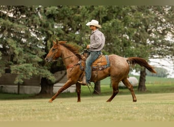 American Quarter Horse, Gelding, 5 years, 14.3 hh, Roan-Red