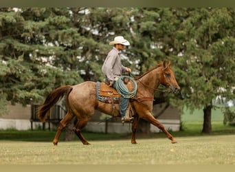 American Quarter Horse, Gelding, 5 years, 14.3 hh, Roan-Red