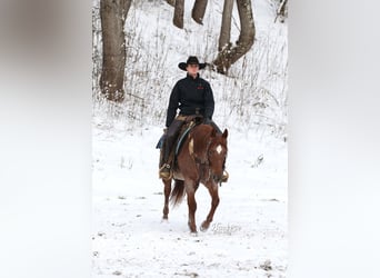 American Quarter Horse, Gelding, 5 years, 14,3 hh, Roan-Red