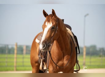 American Quarter Horse, Gelding, 5 years, 14.3 hh, Sorrel
