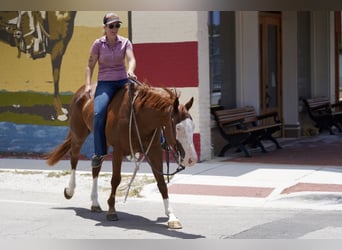 American Quarter Horse Mix, Gelding, 5 years, 14.3 hh, Sorrel