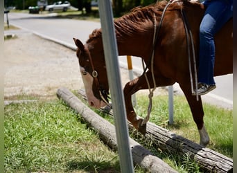 American Quarter Horse Mix, Gelding, 5 years, 14.3 hh, Sorrel