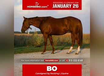 American Quarter Horse, Gelding, 5 years, 14.3 hh, Sorrel